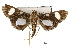  ( - USNM ENT 00733553)  @13 [ ] Unspecified (default): All Rights Reserved  Unspecified Unspecified