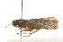  ( - MDOK-0704)  @13 [ ] CreativeCommons - Attribution (2009) Unspecified Centre for Biodiversity Genomics