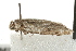  ( - MDOK-0792)  @13 [ ] CreativeCommons - Attribution (2009) Unspecified Centre for Biodiversity Genomics