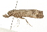  ( - MDOK-0851)  @13 [ ] CreativeCommons - Attribution (2009) Unspecified Centre for Biodiversity Genomics