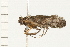  (Dichomeris inversella - MDOK-0096)  @14 [ ] CreativeCommons - Attribution (2008) Unspecified Centre for Biodiversity Genomics