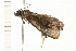  ( - MDOK-0106)  @12 [ ] CreativeCommons - Attribution (2008) Unspecified Centre for Biodiversity Genomics