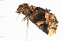  ( - MDOK-0144)  @13 [ ] CreativeCommons - Attribution (2008) Unspecified Centre for Biodiversity Genomics