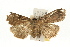  ( - MDOK-0671)  @13 [ ] CreativeCommons - Attribution (2009) Unspecified Centre for Biodiversity Genomics