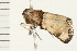  ( - MDOK-0203)  @12 [ ] CreativeCommons - Attribution (2008) Unspecified Centre for Biodiversity Genomics