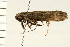  ( - MDOK-0239)  @13 [ ] CreativeCommons - Attribution (2008) Unspecified Centre for Biodiversity Genomics