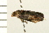  ( - MDOK-0241)  @12 [ ] CreativeCommons - Attribution (2008) Unspecified Centre for Biodiversity Genomics