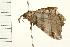  ( - MDOK-0253)  @12 [ ] CreativeCommons - Attribution (2008) Unspecified Centre for Biodiversity Genomics