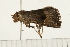  ( - MDOK-0304)  @12 [ ] CreativeCommons - Attribution (2008) Unspecified Centre for Biodiversity Genomics