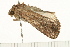  (Spodoptera frugiperda sp. 2 - MDOK-0320)  @12 [ ] CreativeCommons - Attribution (2008) Unspecified Centre for Biodiversity Genomics