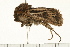  ( - MDOK-0341)  @12 [ ] CreativeCommons - Attribution (2008) Unspecified Centre for Biodiversity Genomics