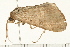  ( - MDOK-0344)  @13 [ ] CreativeCommons - Attribution (2008) Unspecified Centre for Biodiversity Genomics