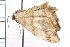  ( - MDOK-0499)  @12 [ ] CreativeCommons - Attribution (2009) Unspecified Centre for Biodiversity Genomics