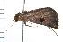  (Ommatochila mundula - MDOK-0501)  @13 [ ] CreativeCommons - Attribution (2009) Unspecified Centre for Biodiversity Genomics