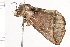  ( - MDOK-0522)  @12 [ ] CreativeCommons - Attribution (2009) Unspecified Centre for Biodiversity Genomics