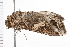  ( - MDOK-0556)  @12 [ ] CreativeCommons - Attribution (2009) Unspecified Centre for Biodiversity Genomics