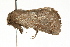 ( - MDOK-0999)  @12 [ ] CreativeCommons - Attribution (2009) Unspecified Centre for Biodiversity Genomics
