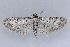  (Eupithecia sp. 18 - MDOK-1022)  @13 [ ] Copyright (2010) Unspecified Unspecified