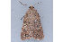  ( - MDOK-1032)  @13 [ ] Copyright (2010) Unspecified Unspecified