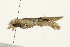  ( - MDOK-0932)  @12 [ ] CreativeCommons - Attribution (2009) Unspecified Centre for Biodiversity Genomics