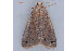  ( - MDOK-1213)  @13 [ ] Copyright (2010) Unspecified Unspecified