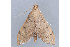  ( - MDOK-1733)  @14 [ ] CreativeCommons - Attribution (2009) Unspecified Centre for Biodiversity Genomics
