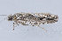  (Gretchena bolliana - MDOK-1386)  @13 [ ] Copyright (2010) Unspecified Unspecified