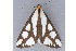  (Haploa reversa - MDOK-1479)  @12 [ ] CreativeCommons - Attribution (2009) Unspecified Centre for Biodiversity Genomics