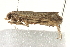  ( - MDOK-1620)  @12 [ ] CreativeCommons - Attribution (2009) Unspecified Centre for Biodiversity Genomics