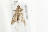  ( - MDOK-1681)  @12 [ ] CreativeCommons - Attribution (2009) Unspecified Centre for Biodiversity Genomics