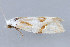  (Aethes seriatana - MDOK-2794)  @13 [ ] Copyright (2010) Unspecified Unspecified