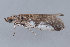  (pyraBioLep01 - MDOK-2396)  @13 [ ] Copyright (2010) Unspecified Unspecified
