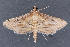  (Cnaphalocrocis cochrusalis - MDOK-2590)  @15 [ ] Copyright (2010) Unspecified Unspecified