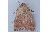  ( - MDOK-2688)  @12 [ ] CreativeCommons - Attribution (2009) Unspecified Centre for Biodiversity Genomics