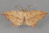  (Timandra amaturaria - MDOK-2885)  @14 [ ] Copyright (2010) Unspecified Unspecified