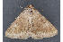  (Matigramma pulverilinea - MDOK-3268)  @13 [ ] Copyright (2010) Unspecified Unspecified