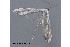  ( - MDOK-3525)  @12 [ ] CreativeCommons - Attribution (2009) Unspecified Centre for Biodiversity Genomics
