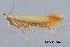  (Coptotriche fuscomarginella - MDOK-3954)  @12 [ ] CreativeCommons - Attribution (2010) CBG Photography Group Centre for Biodiversity Genomics