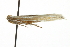  ( - MDOK-4295)  @12 [ ] CreativeCommons - Attribution (2010) CBG Photography Group Centre for Biodiversity Genomics