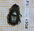  ( - BC-LPRCorse4308)  @11 [ ] By-SA Creative Common (2020) Julien Touroult Museum national d'Histoire naturelle, Paris