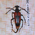  ( - BC-LPRCorse4315)  @11 [ ] By-SA Creative Common (2020) Julien Touroult Museum national d'Histoire naturelle, Paris