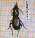  (Percus reichei - BC-LPRCorse4335)  @11 [ ] By-SA Creative Common (2020) Julien Touroult Museum national d'Histoire naturelle, Paris