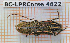  ( - BC-LPRCorse4622)  @11 [ ] Copyright (2020) Julien Touroult Museum national d'Histoire naturelle