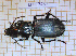  ( - LPRC7437)  @11 [ ] Copyright (2020) Julien Touroult Museum national d'Histoire naturelle