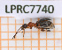 ( - LPRC7740)  @11 [ ] Copyright (2020) Julien Touroult Museum national d'Histoire naturelle