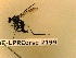  ( - BC-LPRCorse2199)  @11 [ ] Copyright (2020) Marc Pollet Museum national d'Histoire naturelle