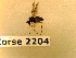  ( - BC-LPRCorse2204)  @11 [ ] Copyright (2020) Marc Pollet Museum national d'Histoire naturelle