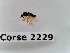  ( - BC-LPRCorse2229)  @11 [ ] Copyright (2020) Marc Pollet Museum national d'Histoire naturelle