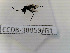  (Aphrosylus atlanticus - CCDB-38859-G1)  @11 [ ] Creative common (2022) Marc Pollet Research Institute for Nature and Forest (INBO)