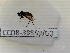  (Aphrosylus venator - CCDB-38859-G3)  @11 [ ] Creative common (2022) Marc Pollet Research Institute for Nature and Forest (INBO)